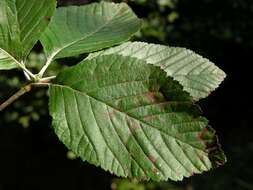 Image of Common Whitebeam and Allies