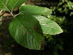 Image of Common Whitebeam and Allies