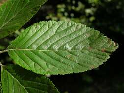 Image of Common Whitebeam and Allies