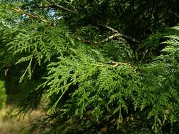 Image of arborvitae