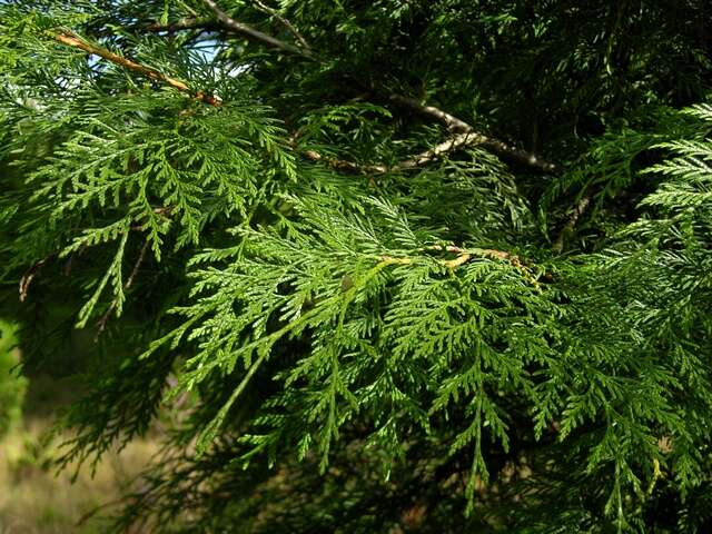 Image of arborvitae