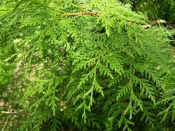 Image of arborvitae