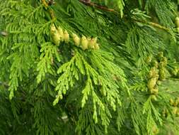 Image of <i>Thuja</i> plicata × Thuja <i>standishii</i>