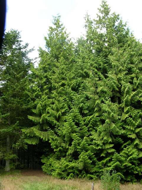 Image of <i>Thuja</i> plicata × Thuja <i>standishii</i>