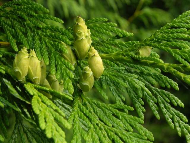 Image of <i>Thuja</i> plicata × Thuja <i>standishii</i>