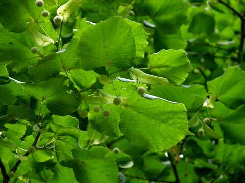 Image of Basswood