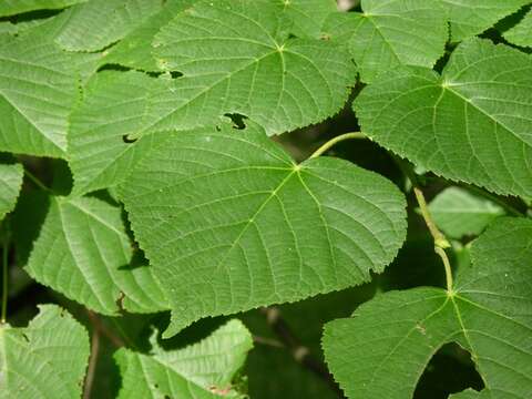 Image of Basswood