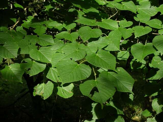 Image of Basswood