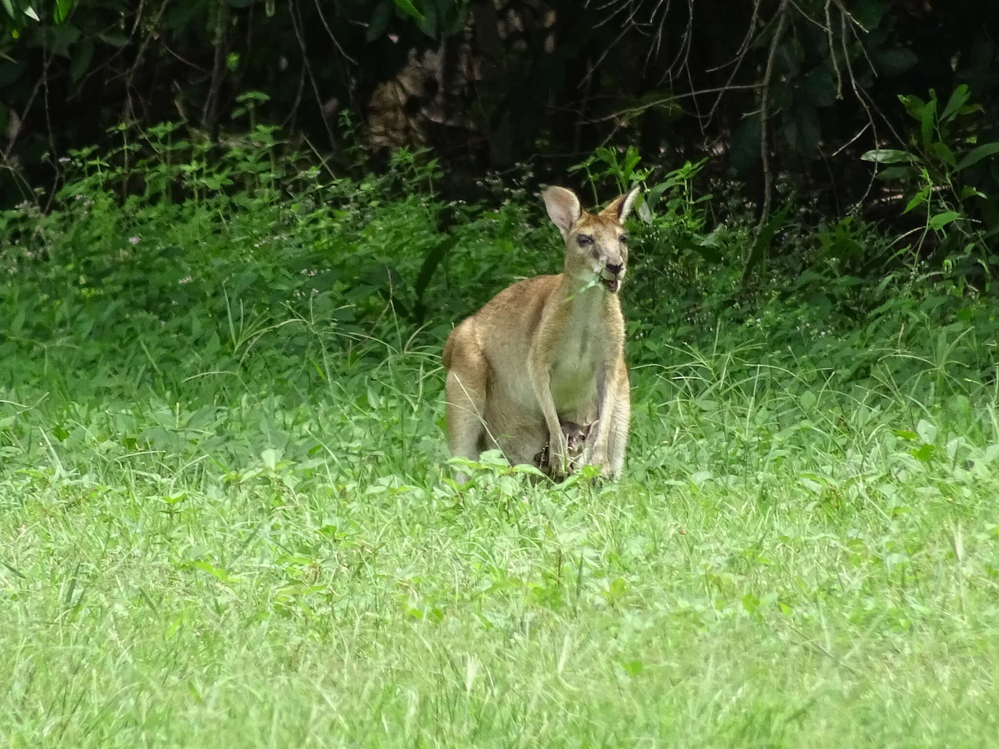 Image of Agile Wallaby