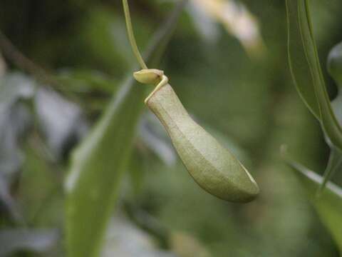 Image of tropical pitcher plants