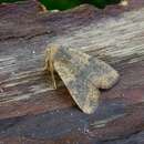 Image of dusky-lemon sallow