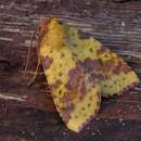 Image of pink-barred sallow