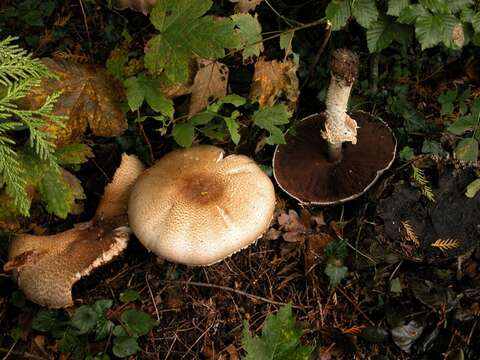 Image of Agaricus augustus Fr. 1838