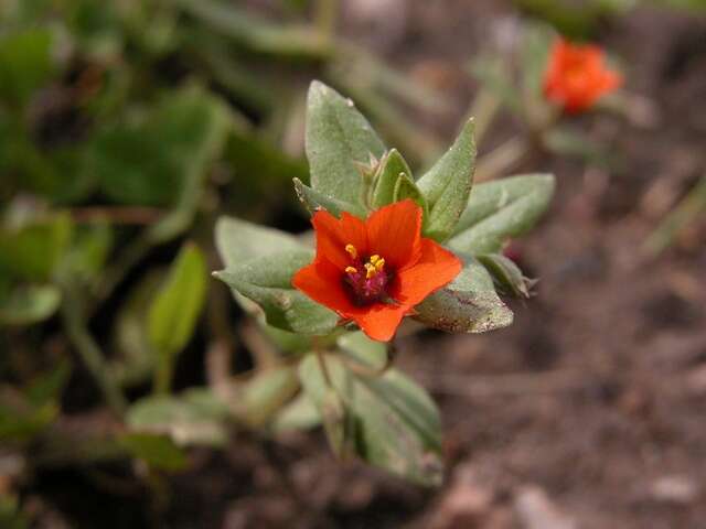 Image of Scarlet pimpernel