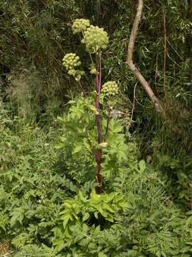 Image of Angelica archangelica subsp. litoralis (Fries) Thell.