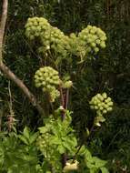 Image of Angelica archangelica subsp. litoralis (Fries) Thell.