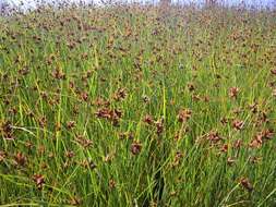 Image of bulrush