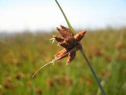 Image of bulrush