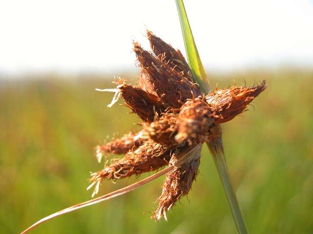 Image of bulrush