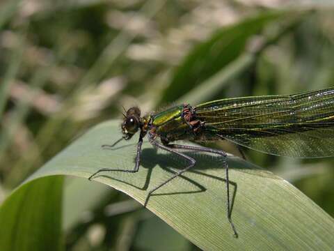 Imagem de Calopteryx Leach ex Brewster 1815