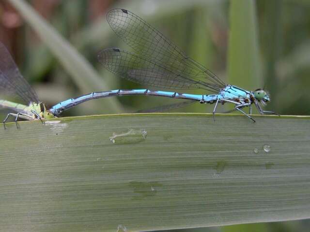 Image of Spearhead Bluet