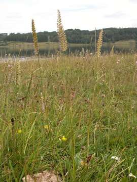 Image of Dogstail grass