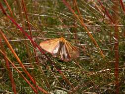 Image of Arctiinae