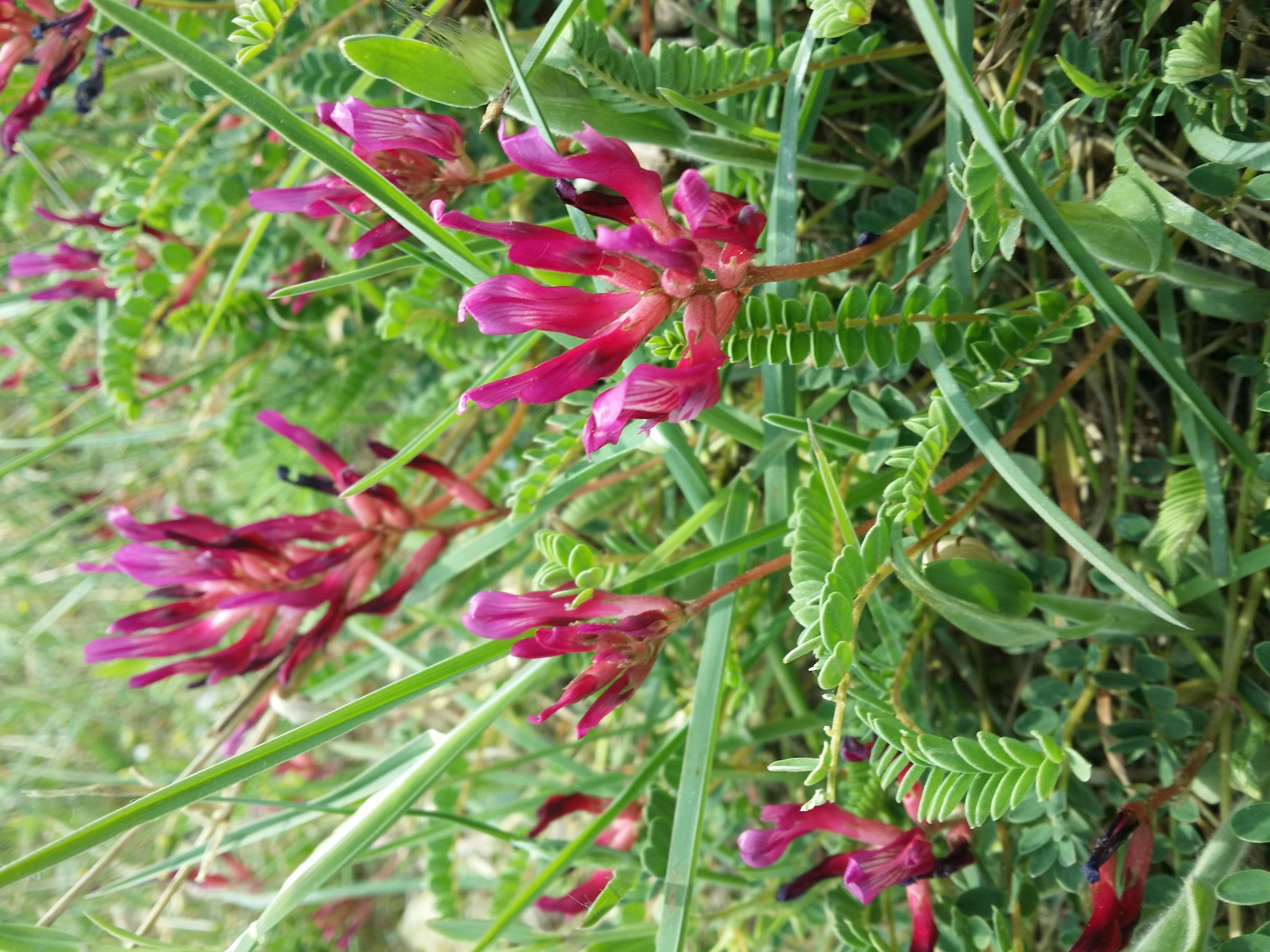 Image of Montpellier milkvetch