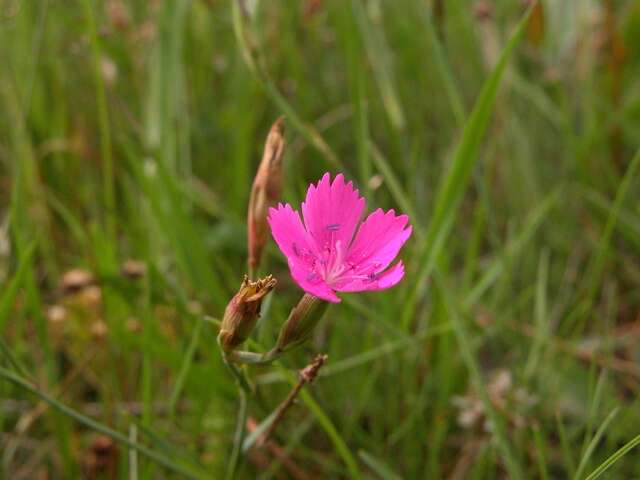 Image of pink