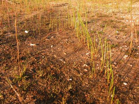 Image of Eleocharis palustris subsp. waltersii