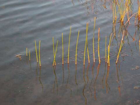 Image of Eleocharis palustris subsp. waltersii