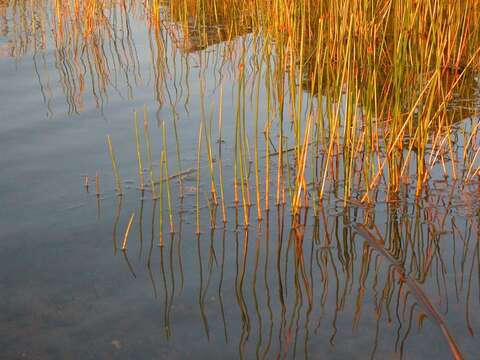 Image of Eleocharis palustris subsp. waltersii