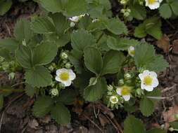 Image of strawberry