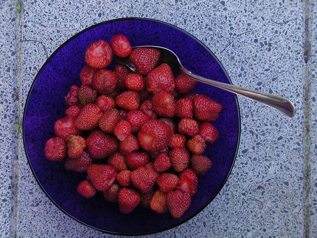 Слика од Fragaria