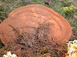 Image of Ganoderma