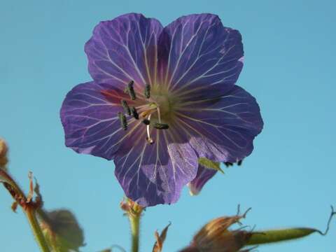 Image of geranium