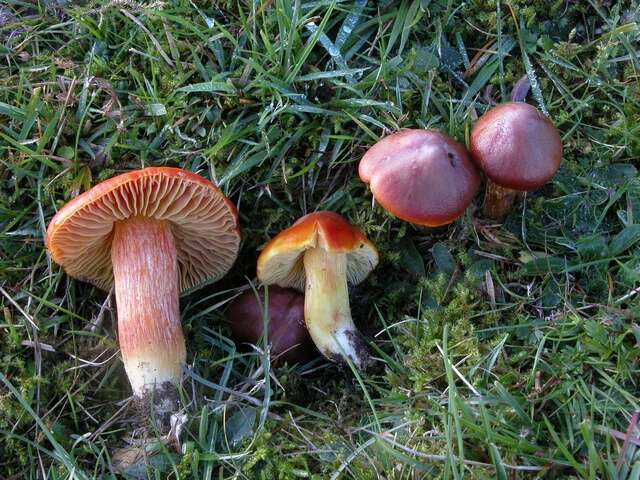 Image of Scarlet Waxy Cap