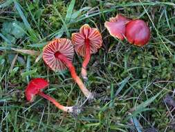 Sivun Hygrocybe splendidissima (P. D. Orton) M. M. Moser 1967 kuva