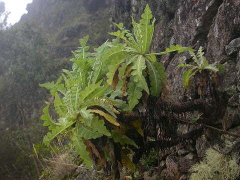 Image of Sonchus daltonii Webb