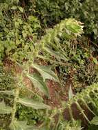 Image of henbane