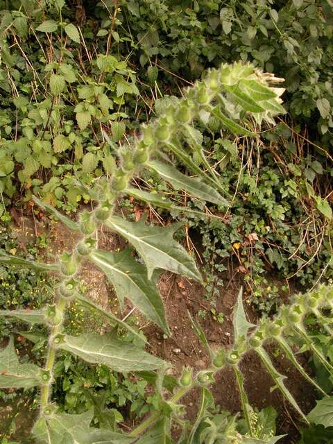 Image of henbane