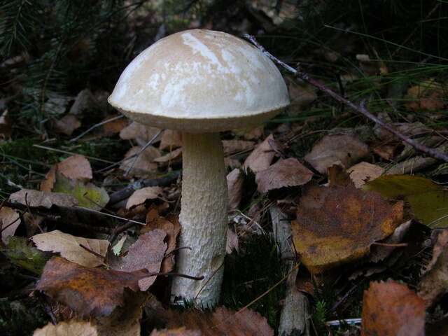 Image of Leccinum