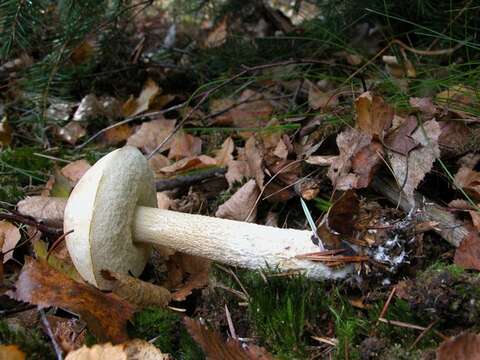 Image of Leccinum