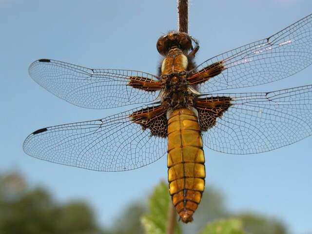 Image of Libellula Linnaeus 1758