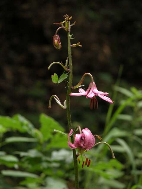 Image of lily