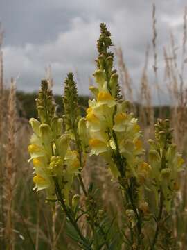 Image of Toadflax