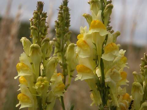 Image of Toadflax