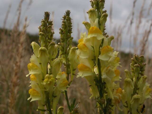 Image of Toadflax