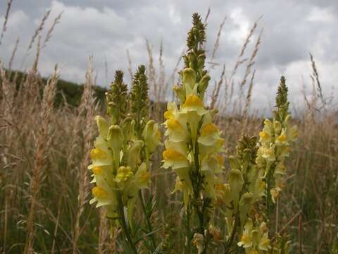 Image of Toadflax