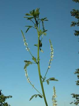 Image of Sweet Clover